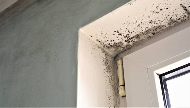 Best Commercial Mold Inspection  in Hillsborough, NC