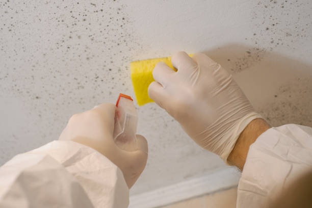  Hillsborough, NC Mold Removal Pros