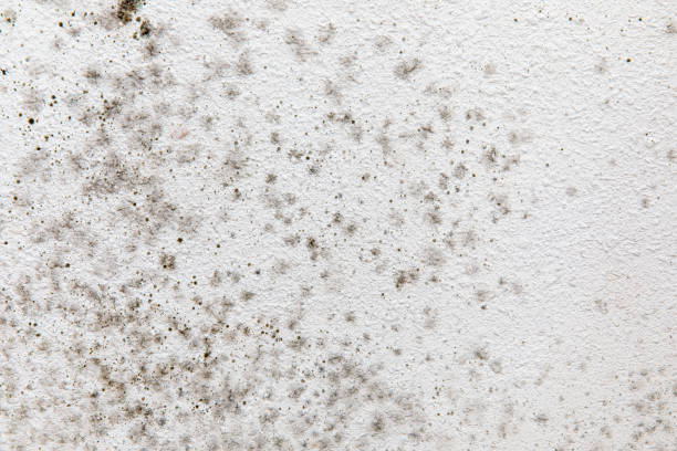 Reliable Hillsborough, NC Mold Removal Solutions